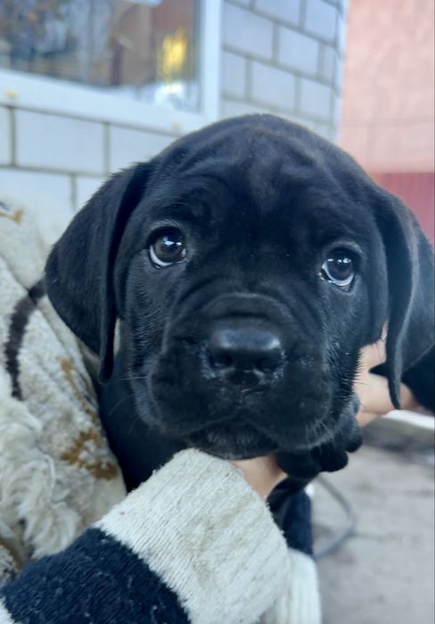 Дівчатка Кане Корсо