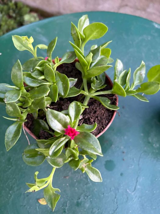 Suculentas, plantas perenes (tapete), várias 1€