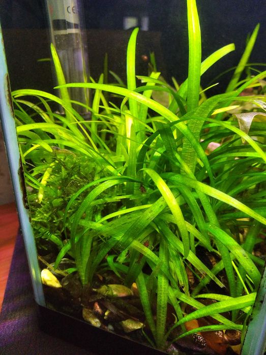 Акваріумні рослини