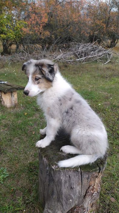 Цуценята Бордер коллі