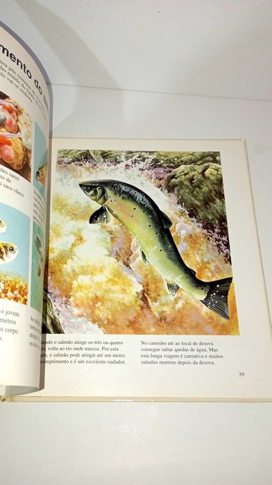 Tudo sobre os Animais bebés