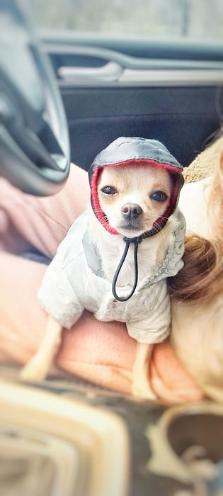 Мальчик чихуахуа приглашает на вязку