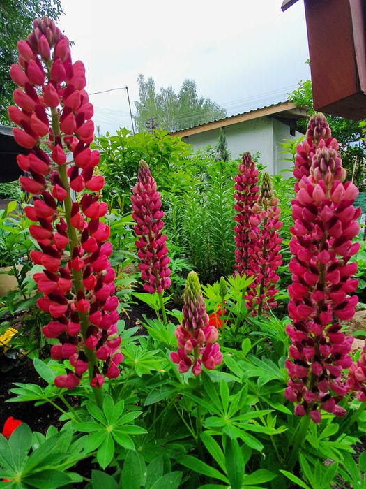 Prace ogrodowe, przygotowanie ogrodu do wiosny, odsniezanie.