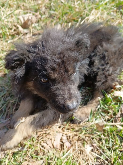 Pokochaj dużym sercem małe