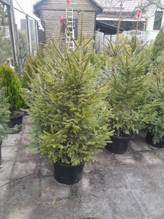 Садовий центр предлагает.