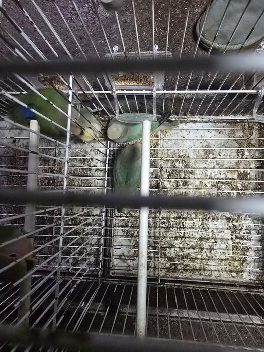 Agapornis rosseicoĺis