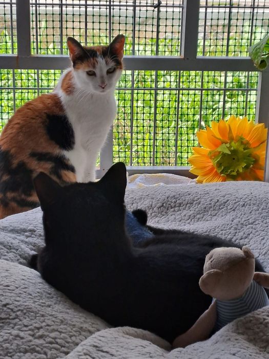 Gata e Gato para adoção responsavel