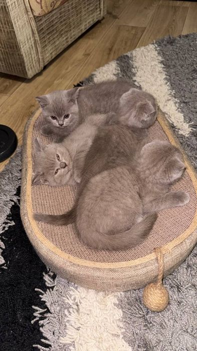 4 шотланскі кошенята