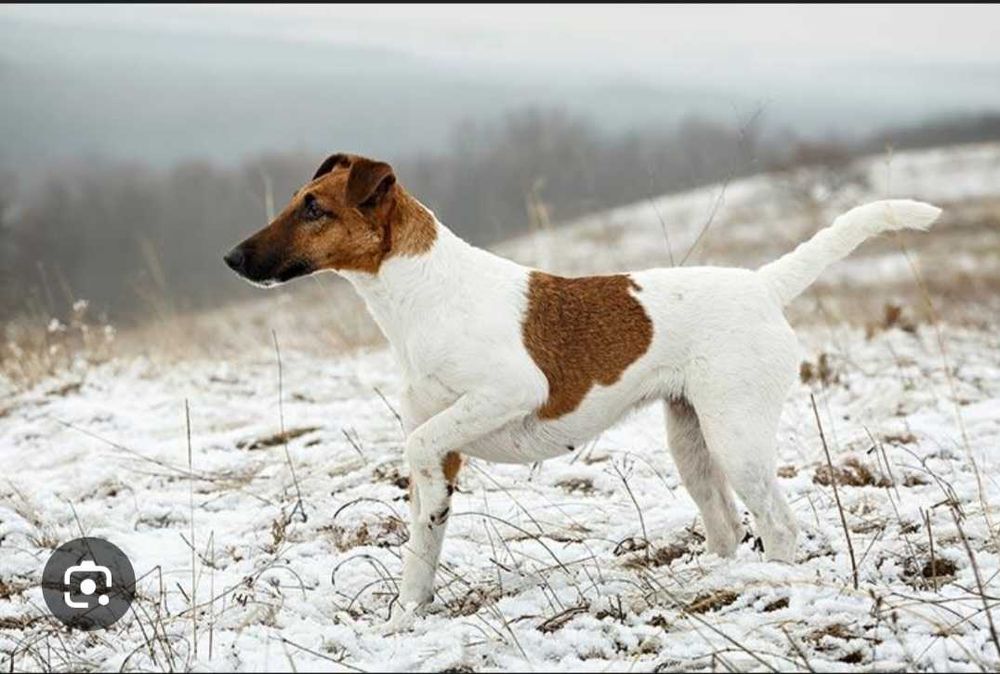 Змінять місце проживання фокстер'єр