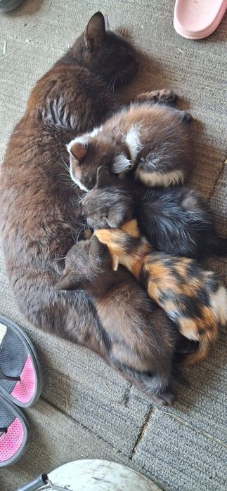 Кошенята  котята