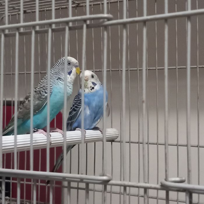 Casal de periquitos  asas negra