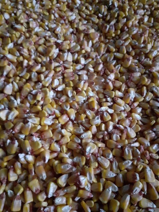 Кукурудза   урожай 2024