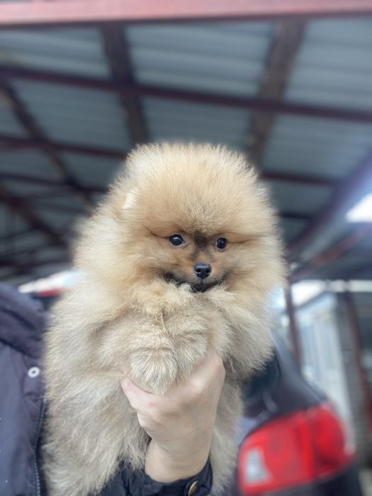 Померанський щпіц малюк