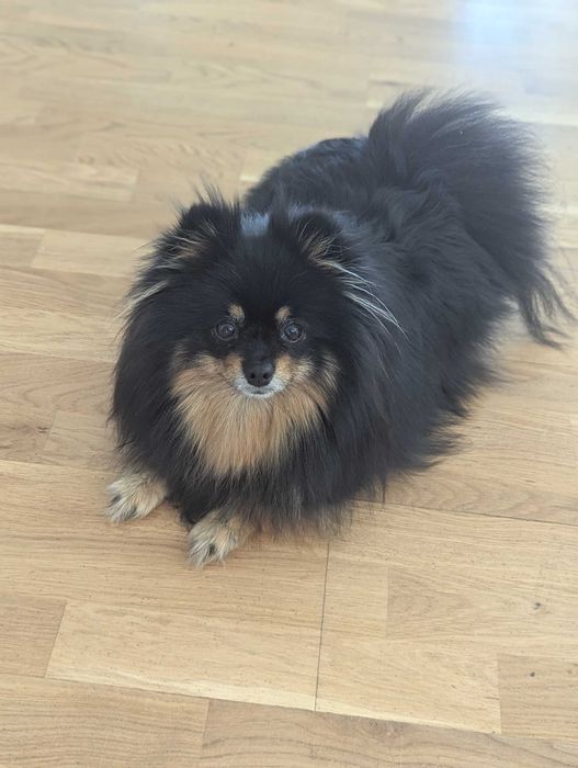 Szpic miniaturowy, pomeranian
