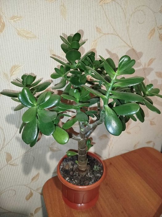 Грошове дерево (красула) товстянка