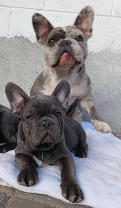 Блакитні хлопчик, і дівчинка