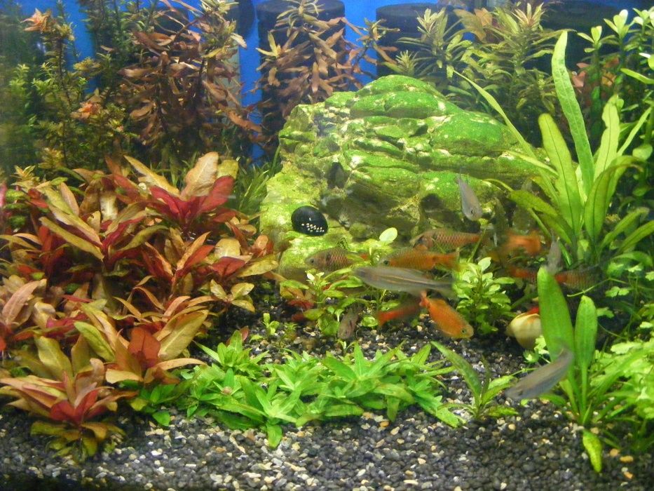 GB Alternanthera reineckii 'mini'