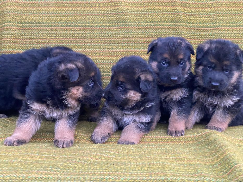 Найкращі малюки з документами