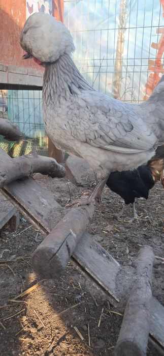 Białoczuby Holenderskie,białoczub