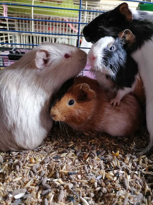 Морские свинки большой выбор