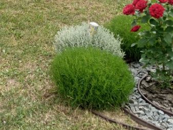 Сантоліна вічнозелена. Срібна і зелена.