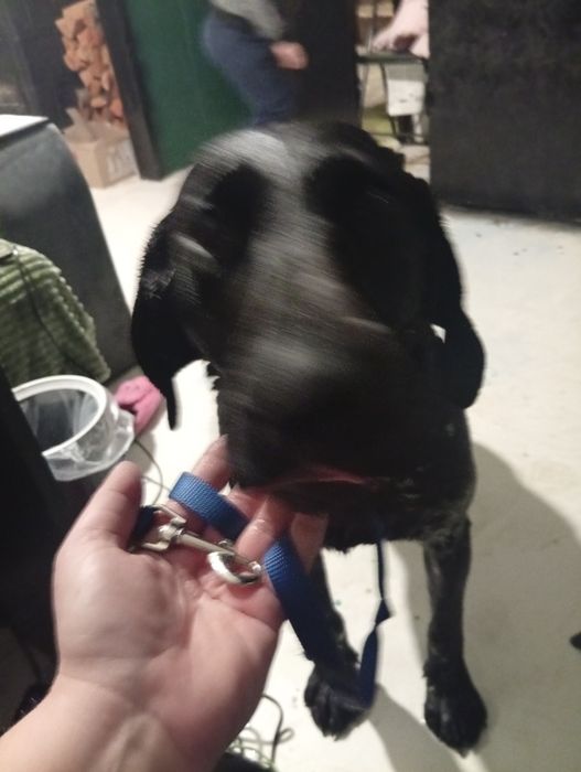 Курцхаар мисливець