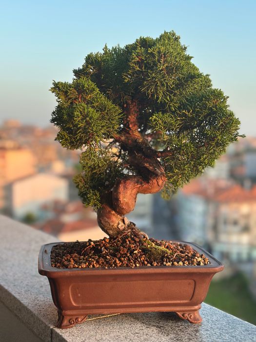 Bonsai Juniperus Itoigawa, 27 anos, Japão
