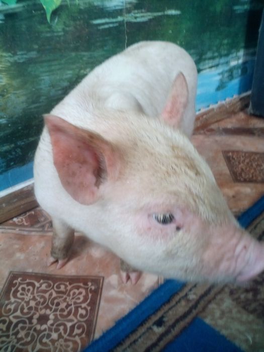 Продаємо поросят. За опт зробим знижку.Є 6 кабанчиків і 2 свинки.