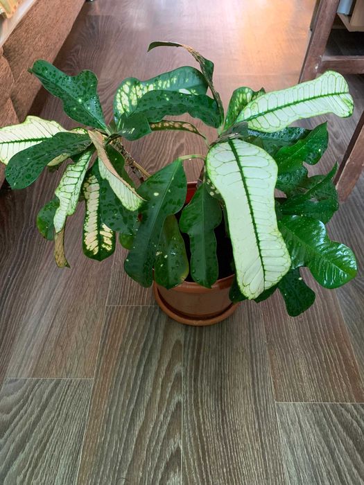 Кротон Вилма взрослый, домашний