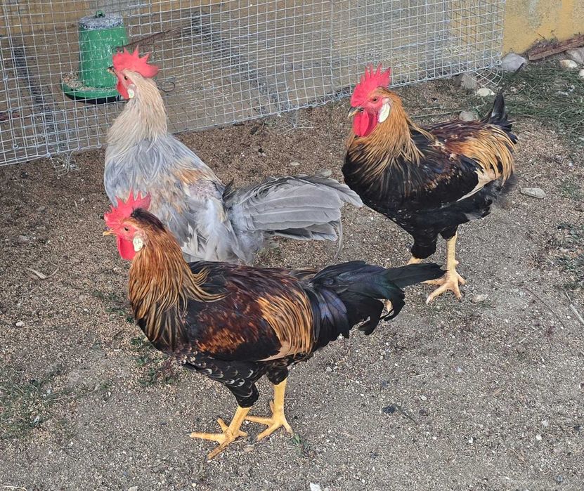 Frangos cream legbar e leghorn