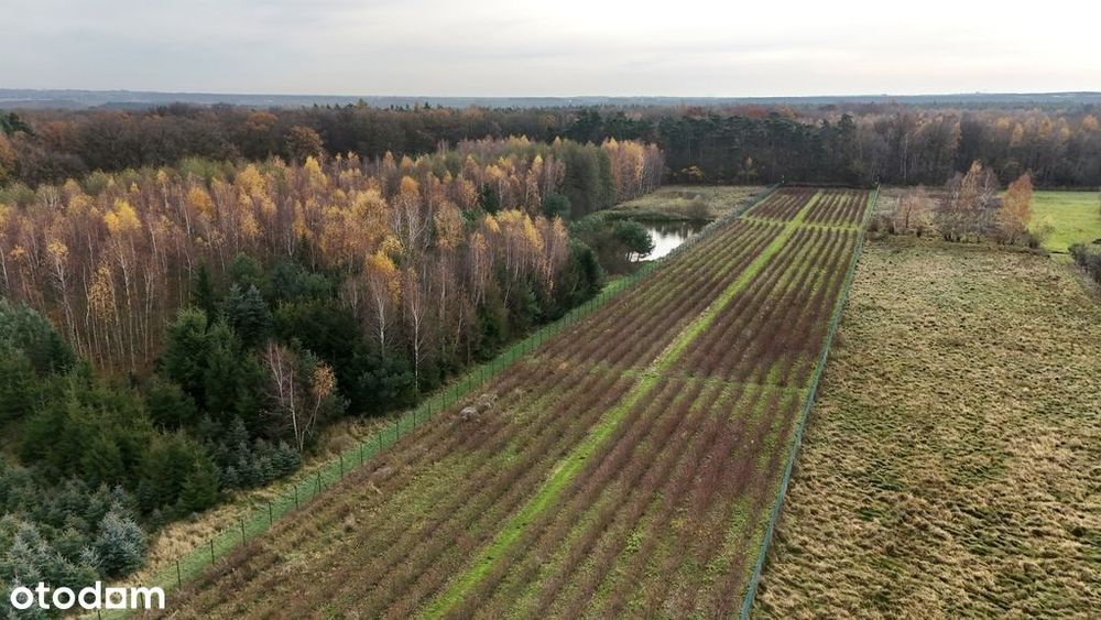 Działka inwestycyjna - uprawa borówek k.Kalisza