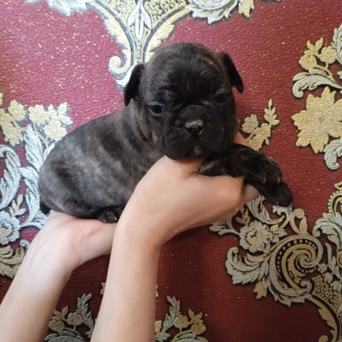 Французький бульдог