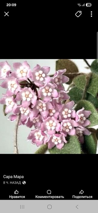 Хойя Томсони пинк укорененная