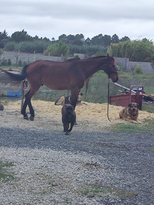 Cavalo muito bonito e meigo