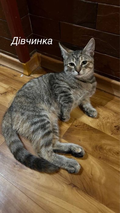 Казкові кошенята ШУКАЮТЬ родини!