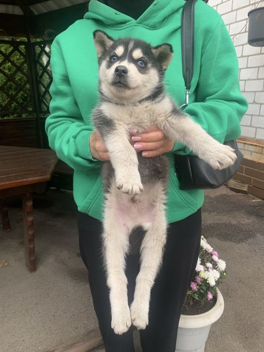 Продам щенят Хаскі