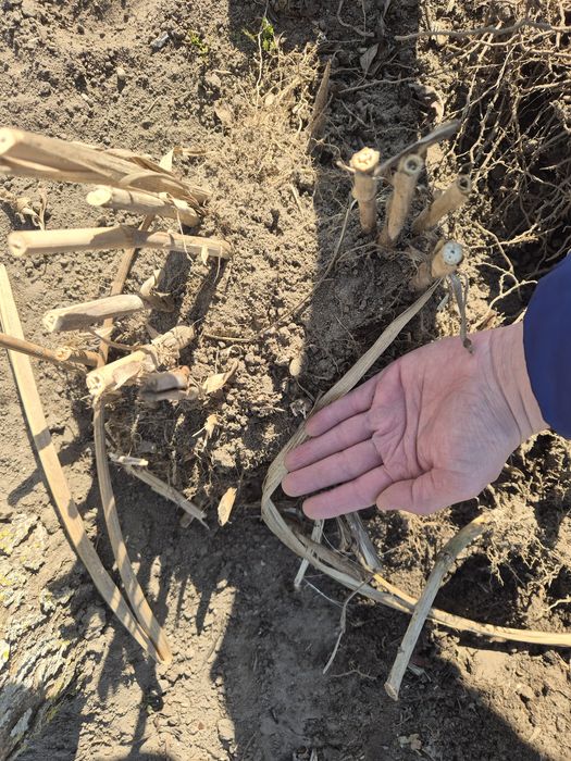 Miskant gigantus (olbrzymi )duże karpy