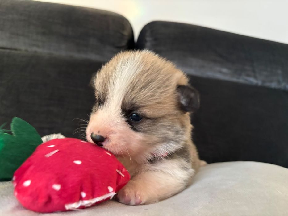 Suczka Welsh Corgi Pembroke ZKWP FCI