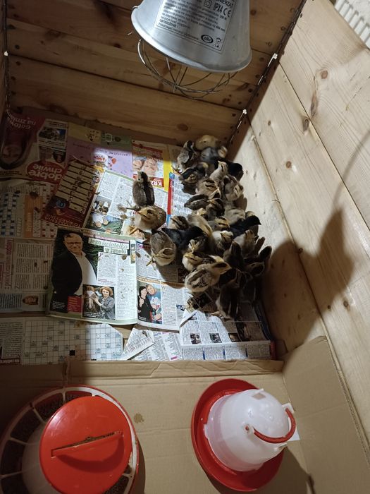 Kurczęta zielononóżki i żółtonóżki kuropatwianej