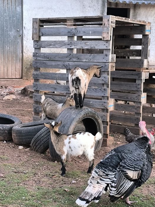 Vendo cabras anãs