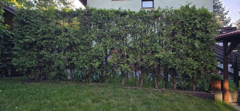 Tuje Thuje 10 sztuki 200 cm 2 m