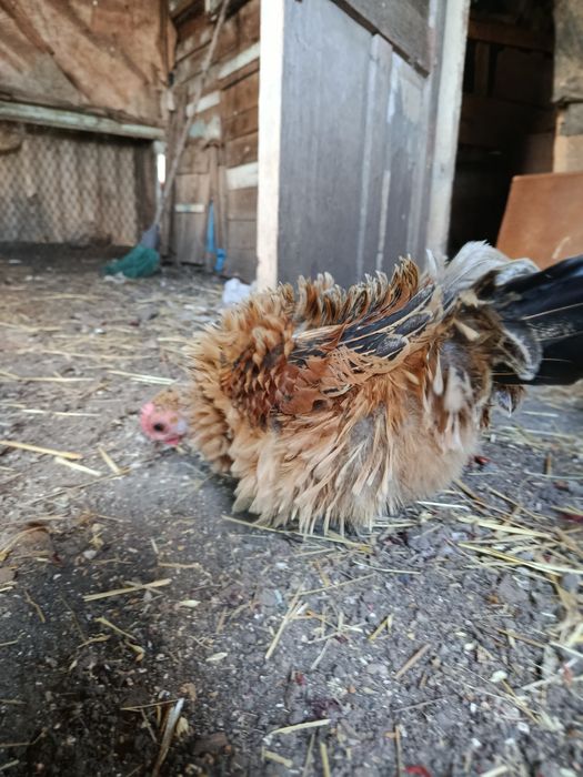 Продам яйцо инкубационное бентамка