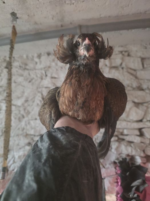 Kury silki kury rose kury araukany naturalne ekologiczne pisklaki