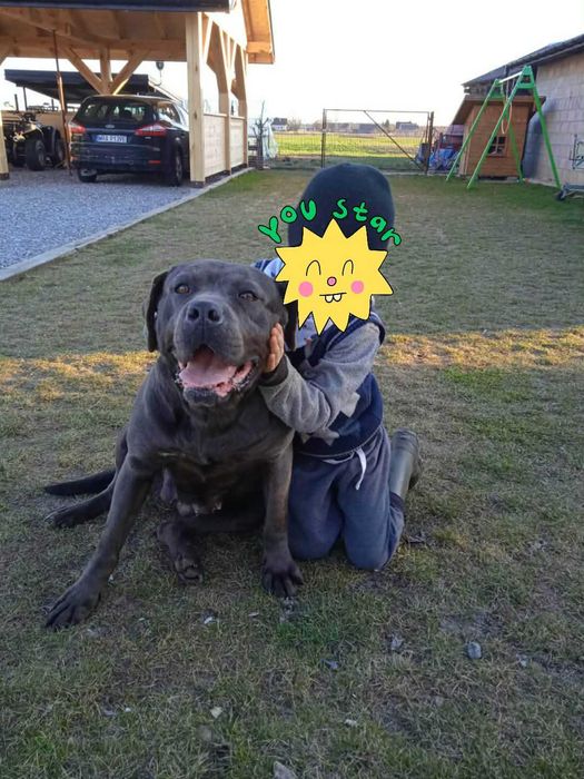 Oddam za darmo suczka cane corso