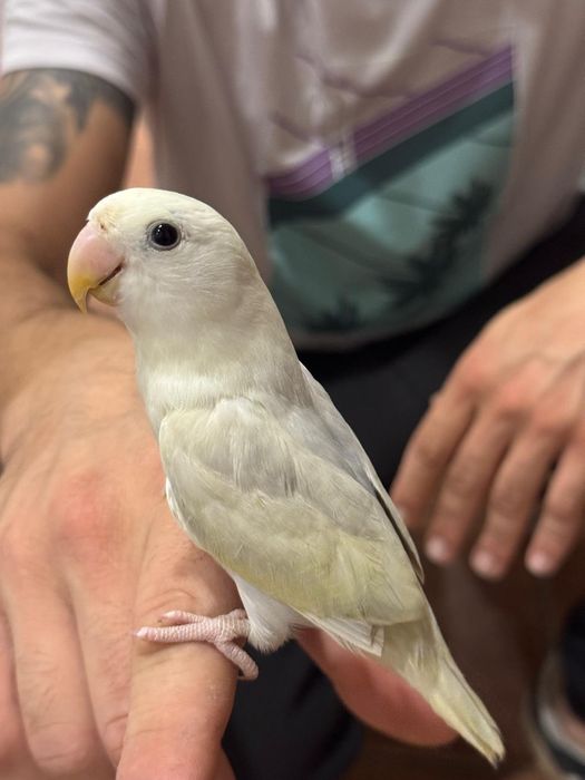 Agapornis domesticados muito meigos