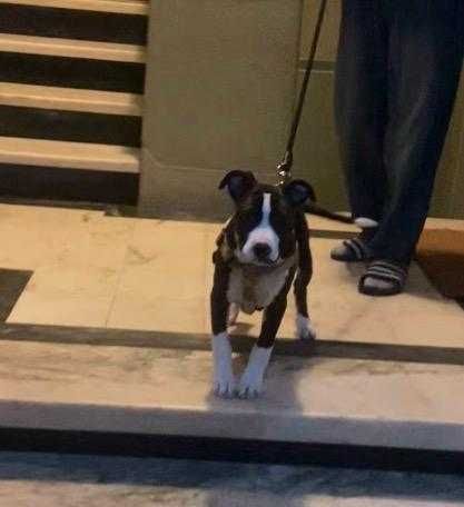 Filhote de 4 meses muito carinhoso