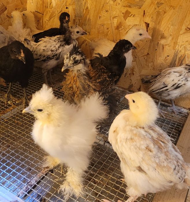 Marans,araucana,silka,vorwerk,fawerola,chabo
