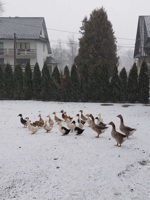 Sprzedam kaczory czubate i biegusy!