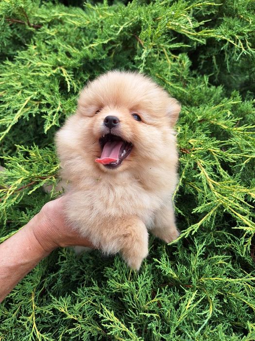 Pies szpic miniaturowy pomeranian