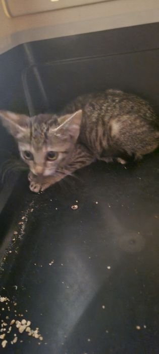 Gatinha 2meses muito meiga tigrada